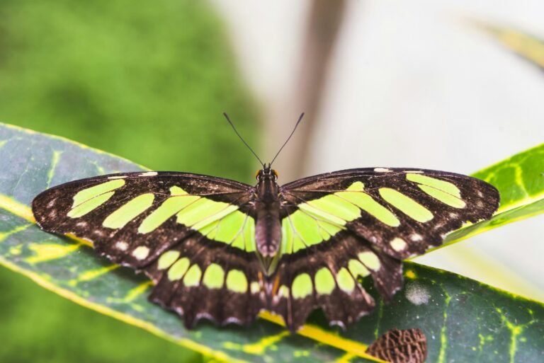 2,5 milhões de espécies de insectos