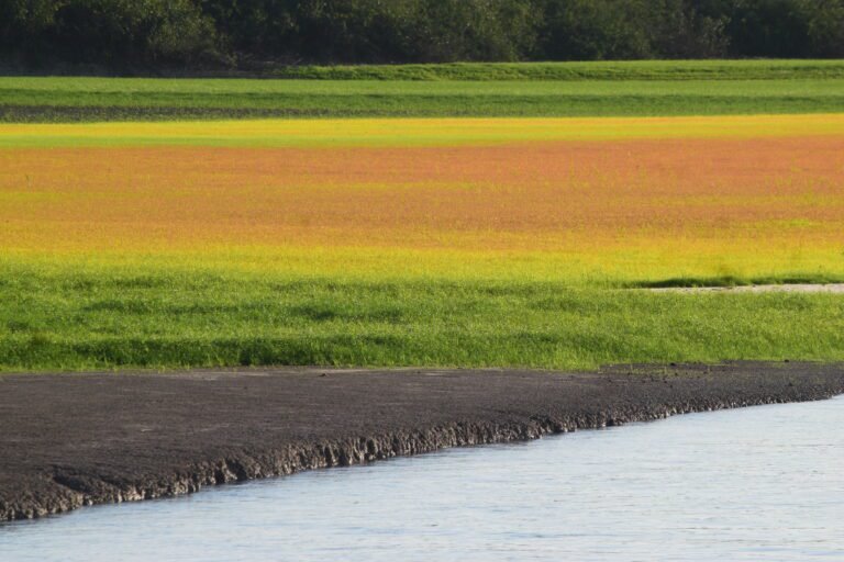 Rio Negro na seca