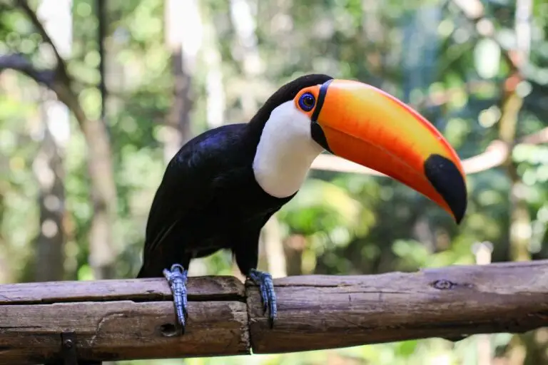 Tucano