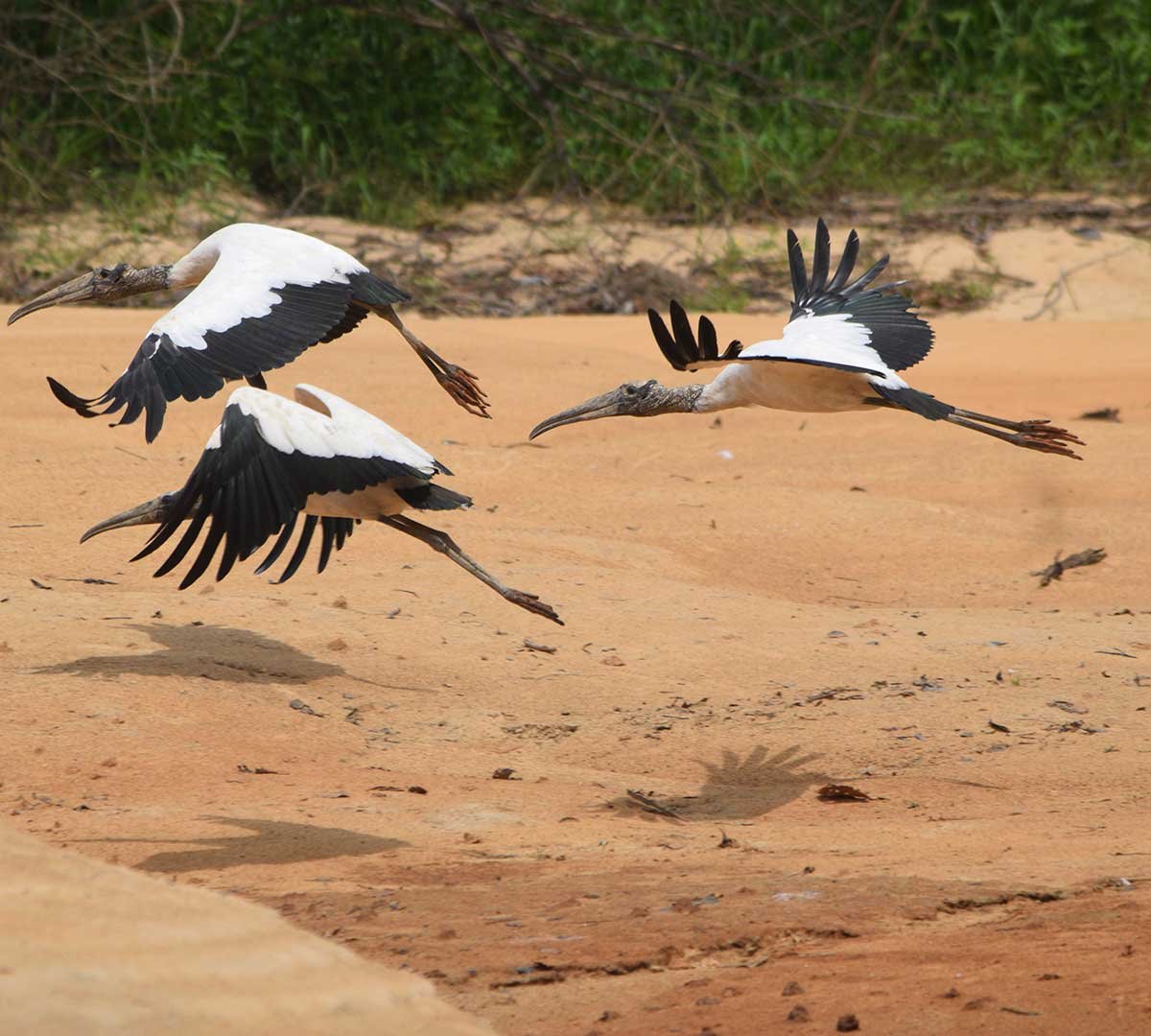 Aproximação da fauna local